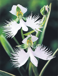Орхідея білої чаплі